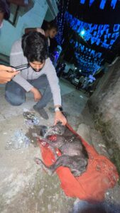 Stray dog rescue and medical treatment on street in Pulgaon