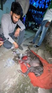 Stray dog rescue and medical treatment on street in Pulgaon