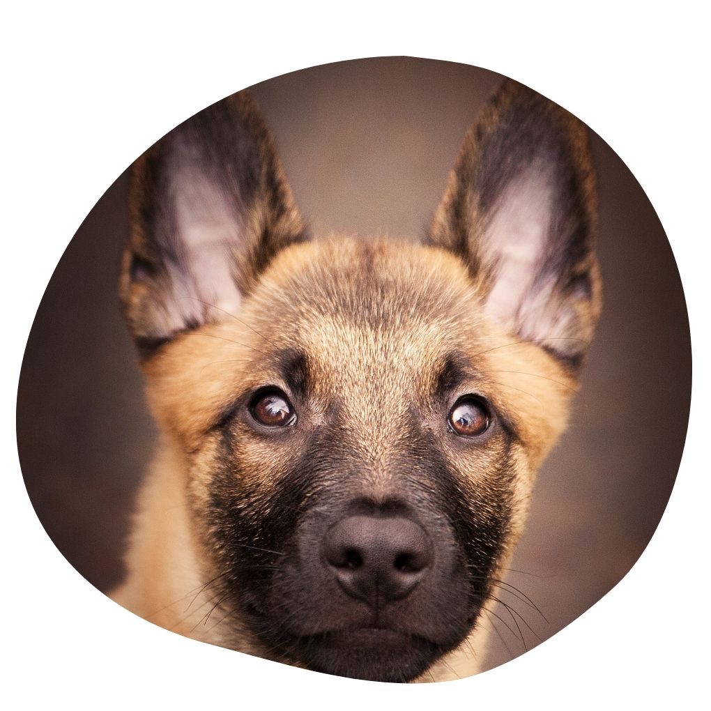 Sponsor An Animal jpg11