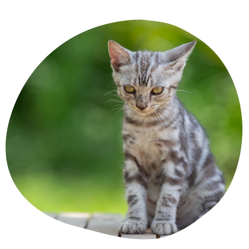 Sponsor An Animal jpgbunny