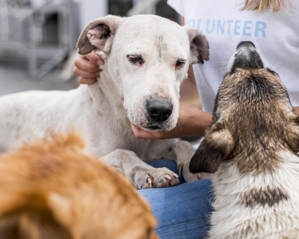 woman interacting with rescue dogs shelter