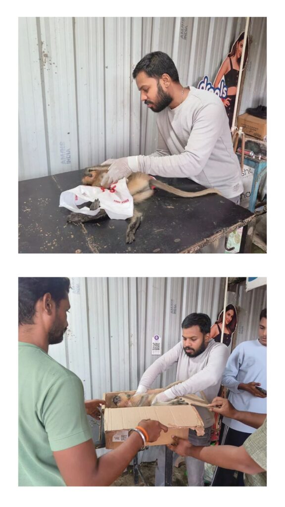 monkey rescue hit by bike at CAD