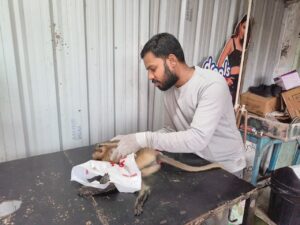 monkey first aid