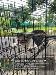 Stray cat relocation