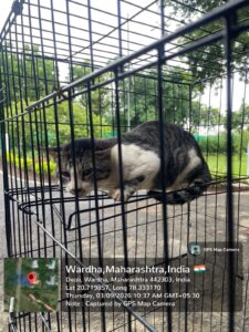 Stray cat relocation