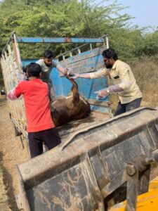 Gaumata Rescue & Dignified Final Rites